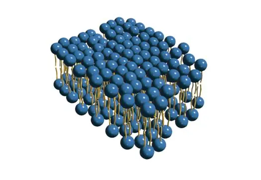 Derma Membran Struktur